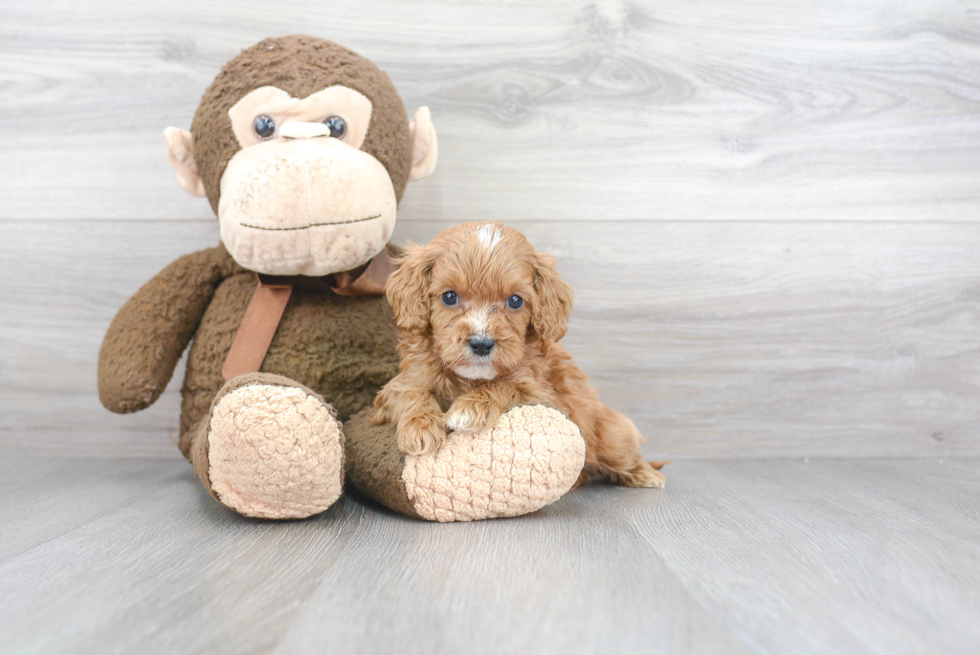 Cockapoo Pup Being Cute