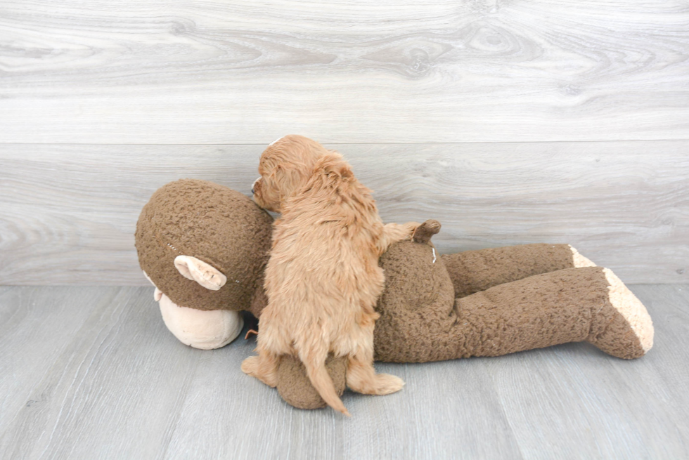 Smart Cockapoo Poodle Mix Pup