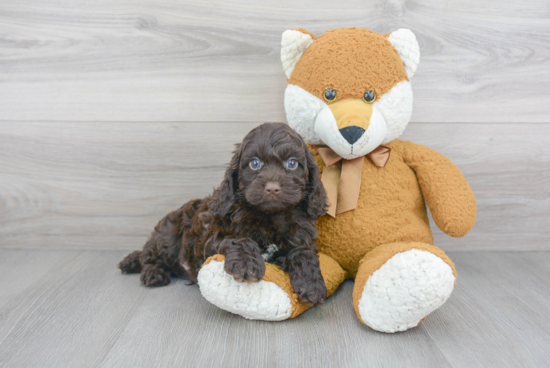 Fluffy Cockapoo Poodle Mix Pup