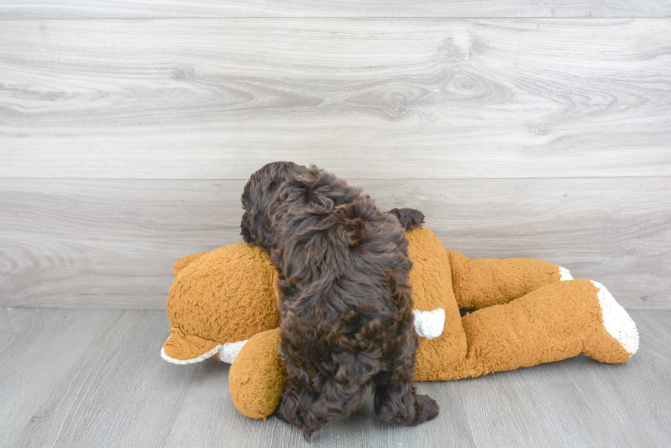 Smart Cockapoo Poodle Mix Pup