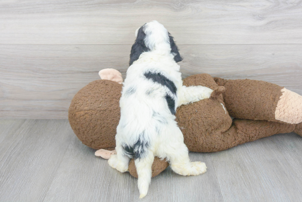 Playful Cockerpoo Poodle Mix Puppy