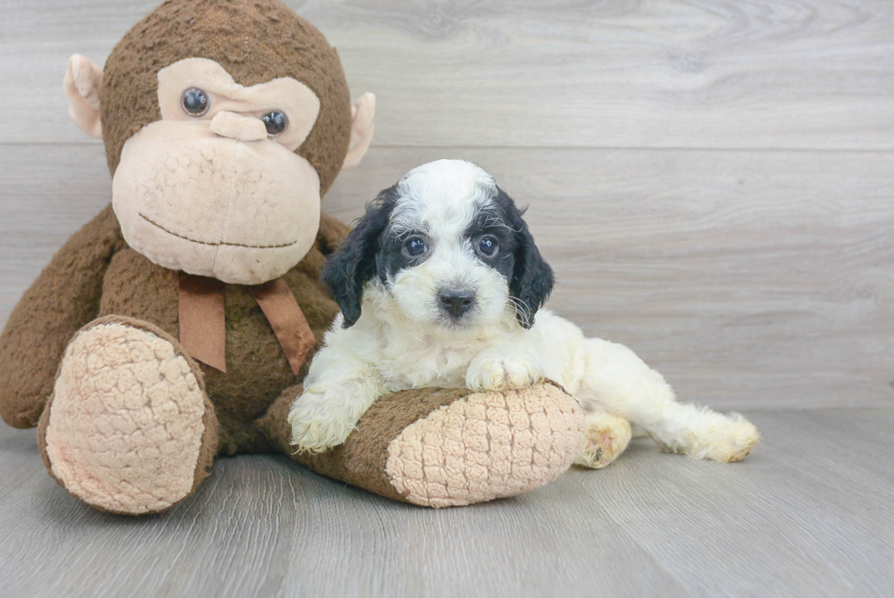 Cockapoo Puppy for Adoption