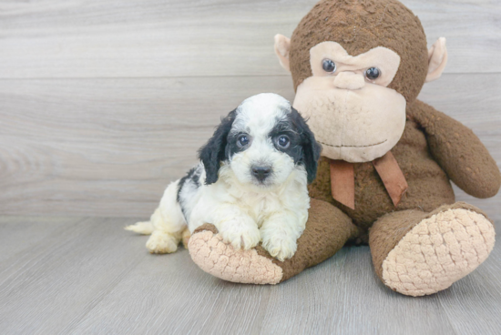 Cockapoo Puppy for Adoption