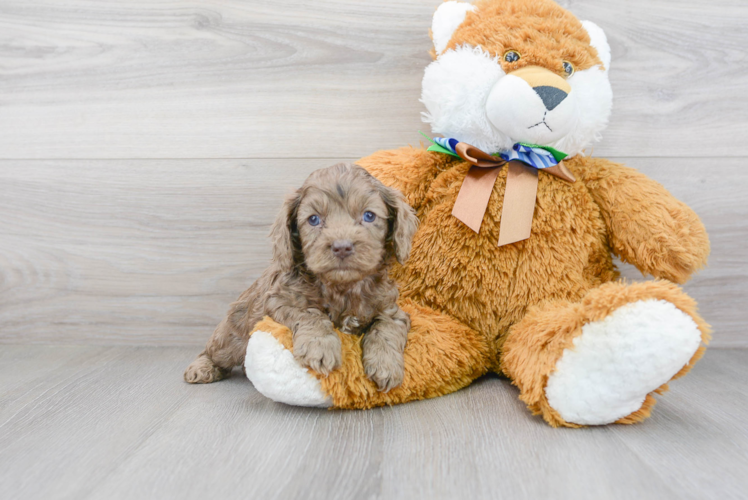 Best Cockapoo Baby