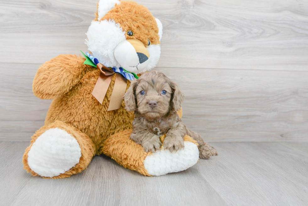 Best Cockapoo Baby