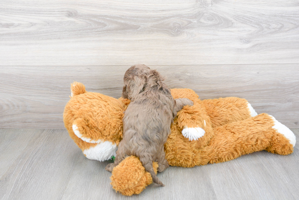 Cute Cockerpoo Poodle Mix Puppy