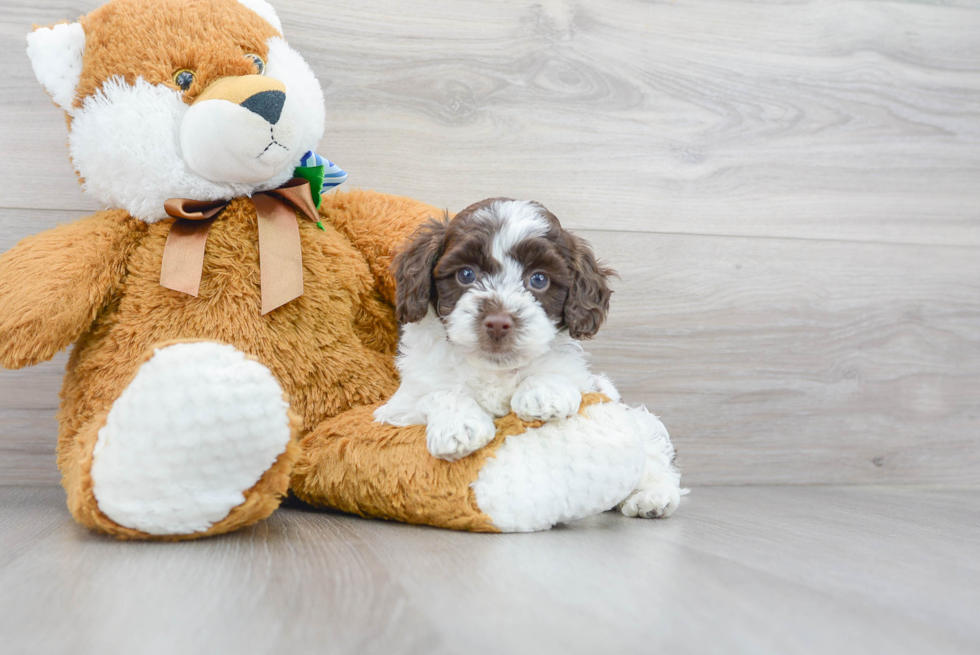 Best Cockapoo Baby