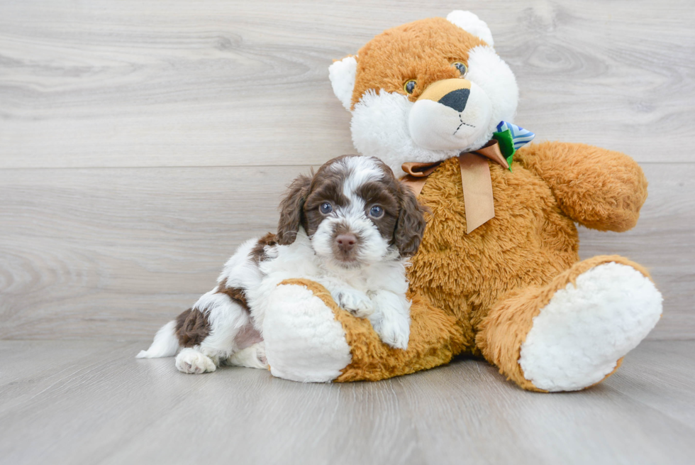 Hypoallergenic Cockerpoo Poodle Mix Puppy