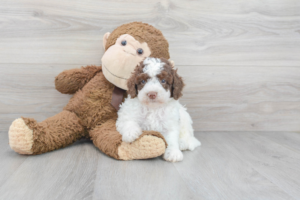 Little Cockerpoo Poodle Mix Puppy