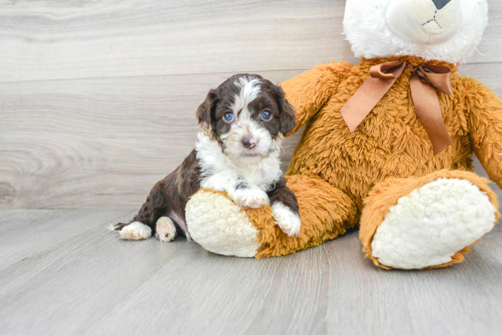 Cute Cockapoo Baby