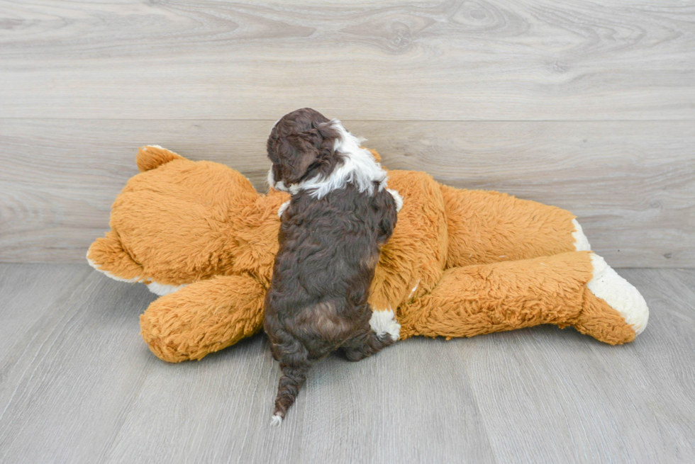 Cockapoo Pup Being Cute