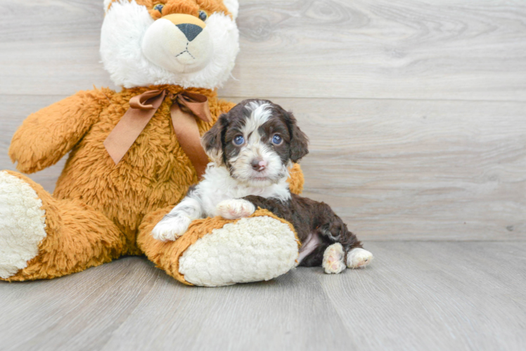 Cockapoo Puppy for Adoption