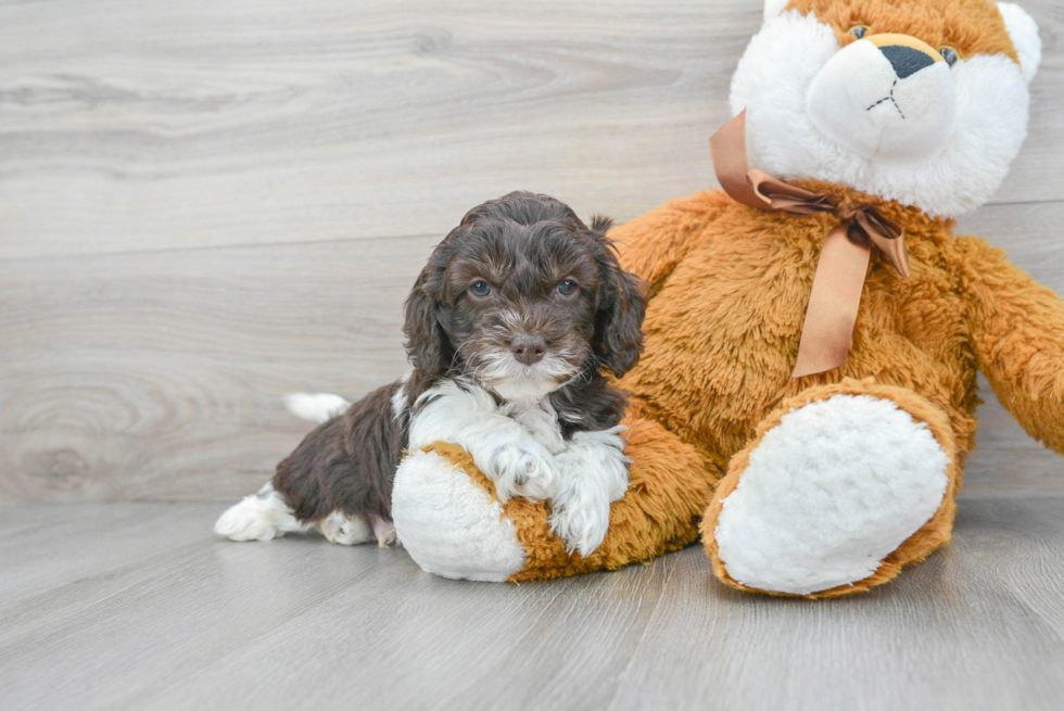 Small Cockapoo Baby