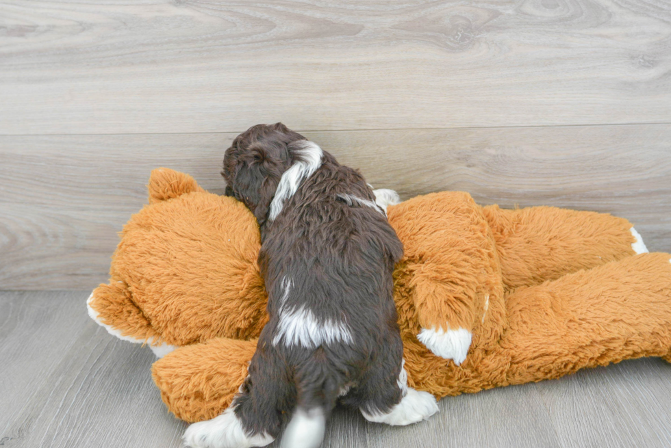 Adorable Cockerpoo Poodle Mix Puppy