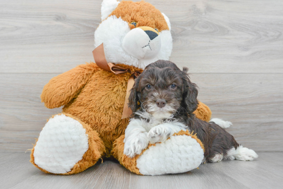 Smart Cockapoo Poodle Mix Pup