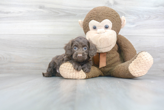 Cockapoo Puppy for Adoption