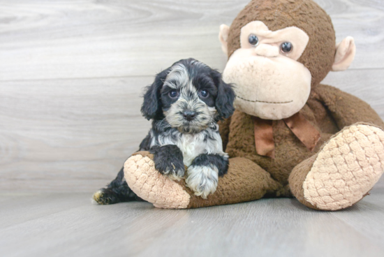 Cockapoo Pup Being Cute