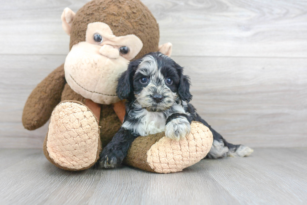 Happy Cockapoo Baby