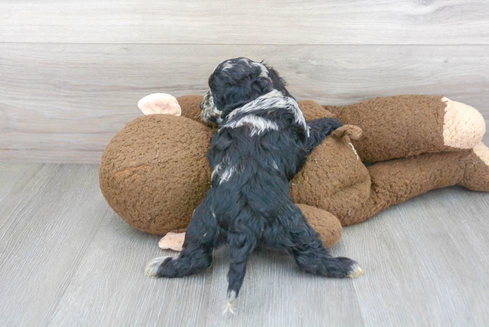 Playful Cockerpoo Poodle Mix Puppy