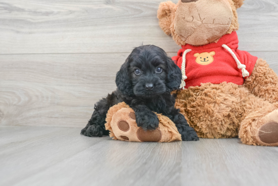 Popular Cockapoo Poodle Mix Pup