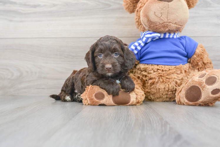 Best Cockapoo Baby