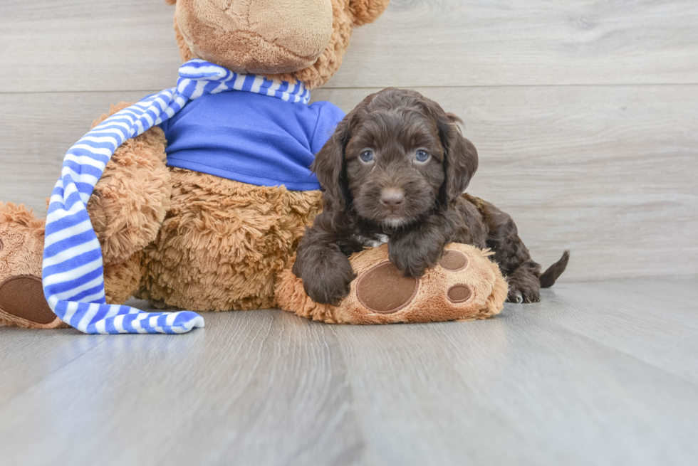 Playful Cockerpoo Poodle Mix Puppy