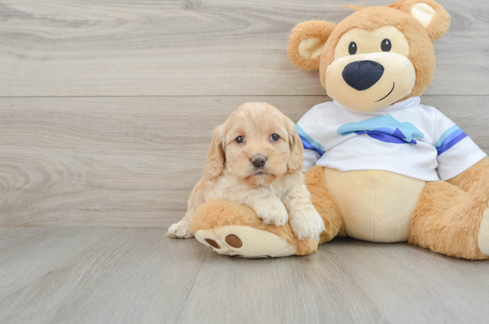 5 week old Cockapoo Puppy For Sale - Premier Pups