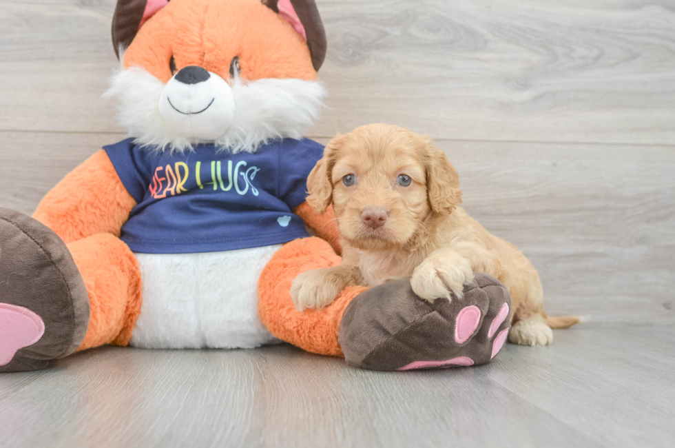 5 week old Cockapoo Puppy For Sale - Premier Pups