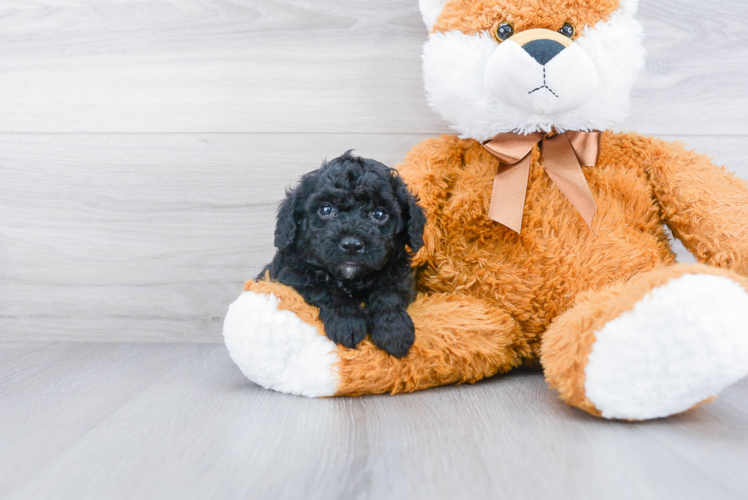 Sweet Cockapoo Baby