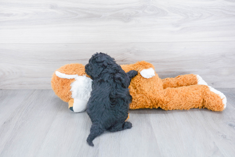 Playful Cockerpoo Poodle Mix Puppy