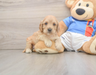 7 week old Cockapoo Puppy For Sale - Premier Pups