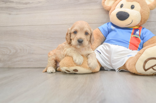 Petite Cockapoo Poodle Mix Pup