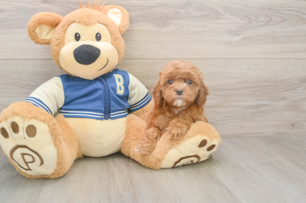 5 week old Cockapoo Puppy For Sale - Premier Pups
