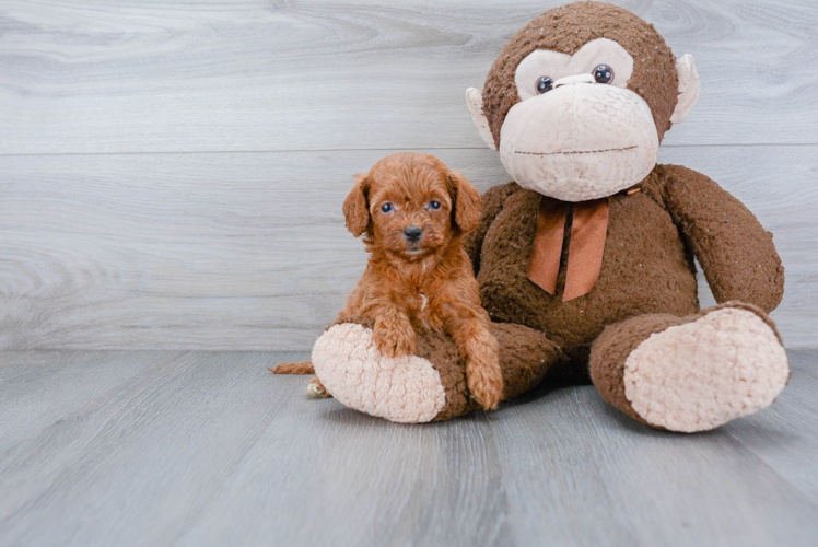 Cockapoo Puppy for Adoption