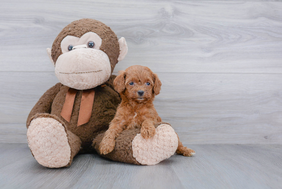 Playful Cockerpoo Poodle Mix Puppy