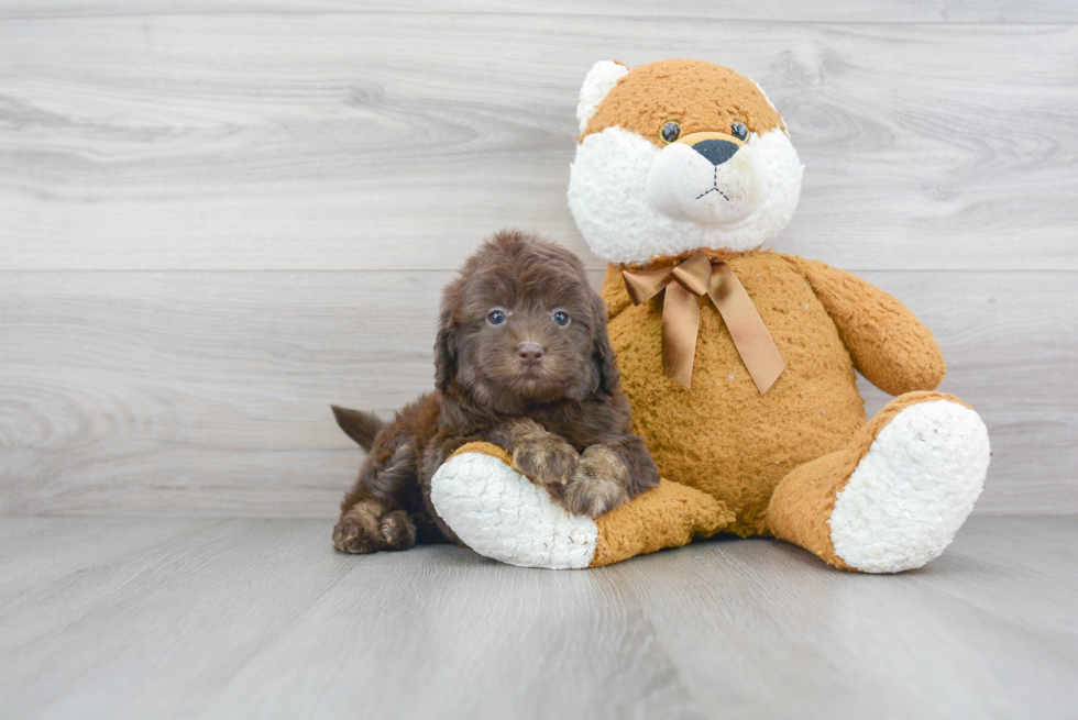 Petite Cockapoo Poodle Mix Pup