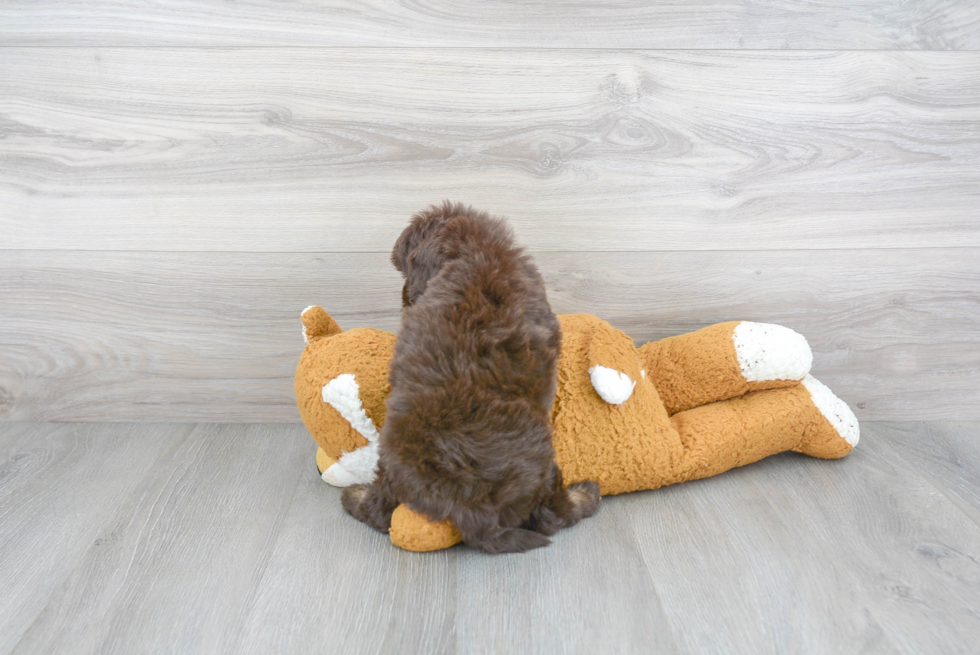 Adorable Cockerpoo Poodle Mix Puppy