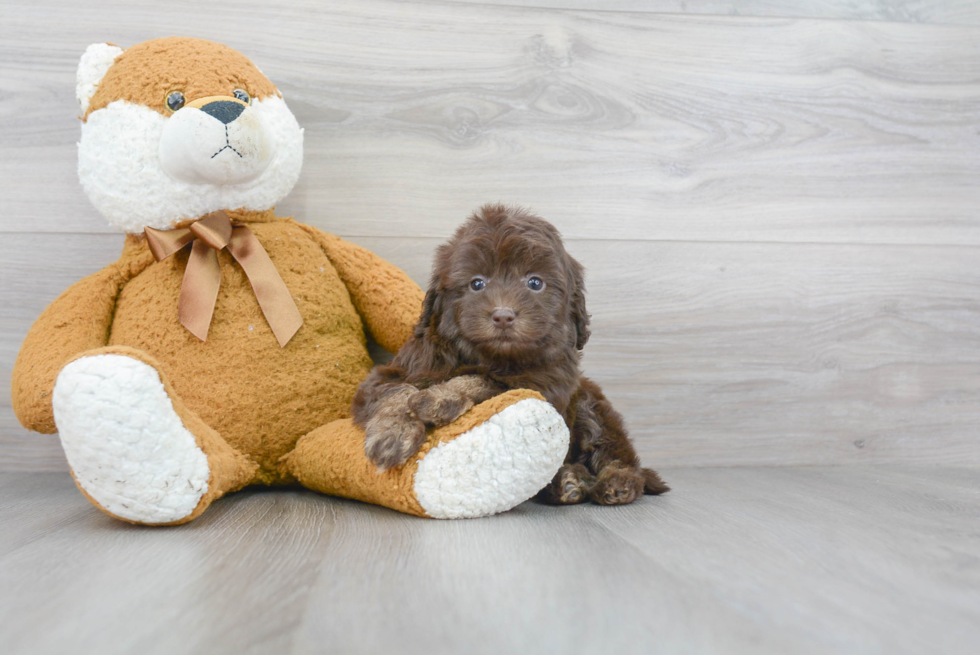 Cockapoo Pup Being Cute