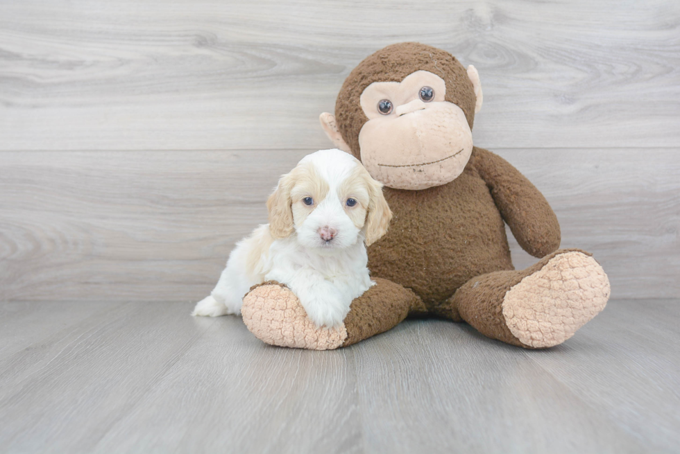 Cockapoo Pup Being Cute