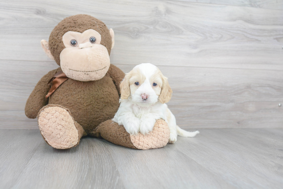 Fluffy Cockapoo Poodle Mix Pup