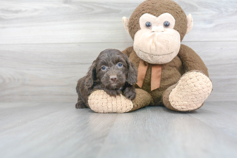 Cockapoo Pup Being Cute