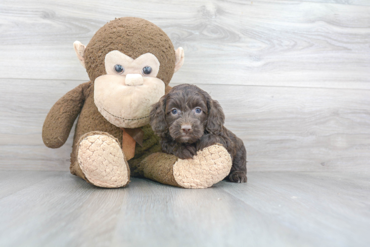 Playful Cockerpoo Poodle Mix Puppy