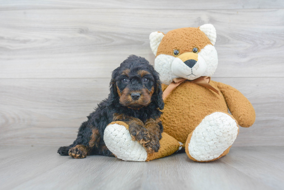 Best Cockapoo Baby