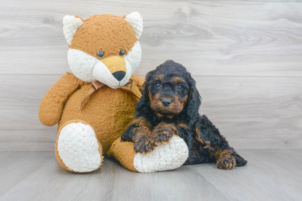 Happy Cockapoo Baby