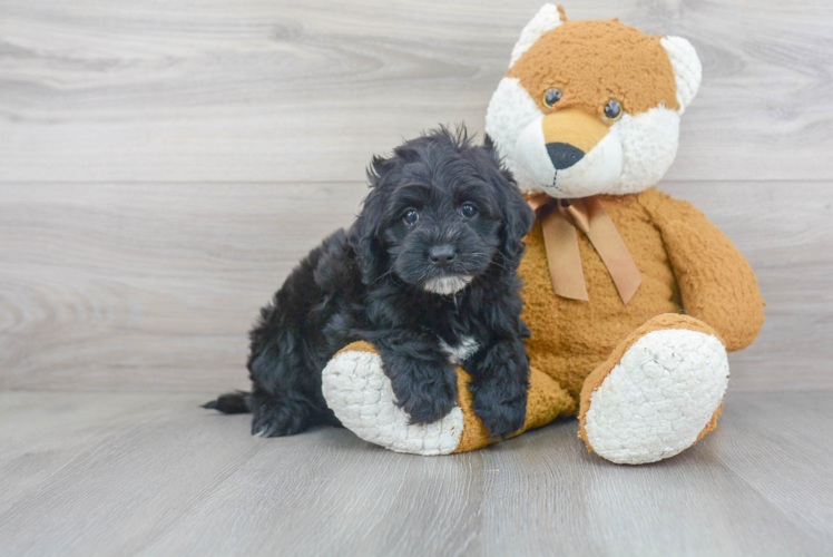 Cockapoo Puppy for Adoption