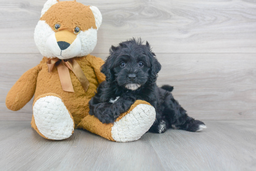 Energetic Cockerpoo Poodle Mix Puppy