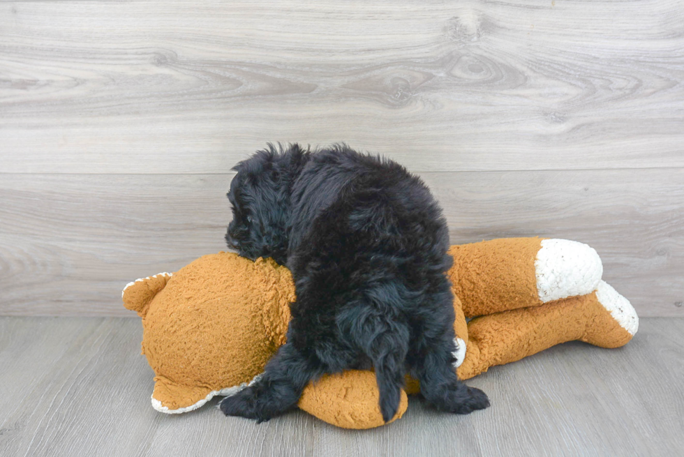 Petite Cockapoo Poodle Mix Pup