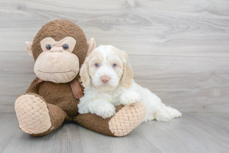 Happy Cockapoo Baby