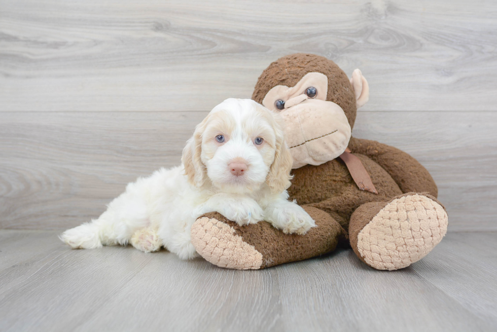 Cockapoo Puppy for Adoption