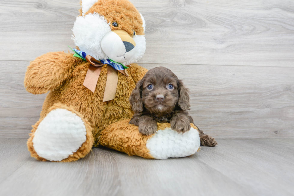 Little Cockerpoo Poodle Mix Puppy